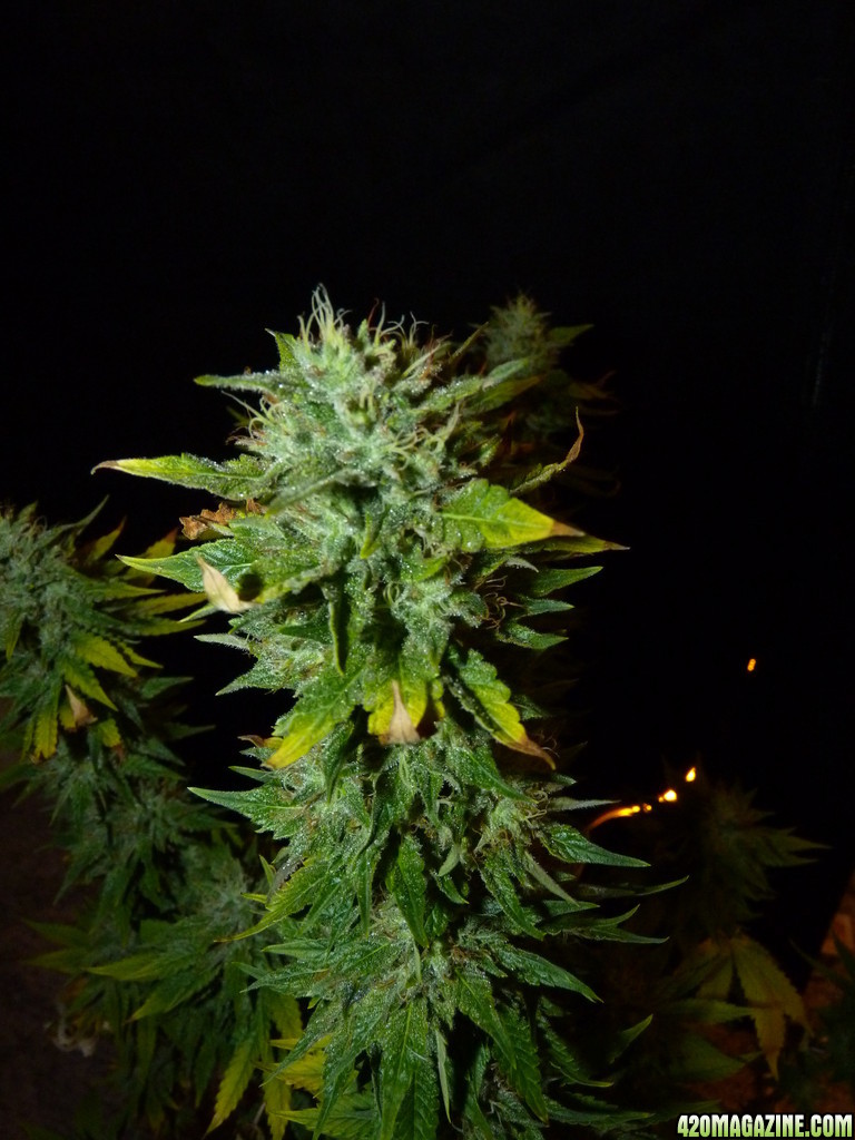 Alien Day 43 Flower