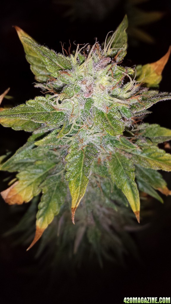 Alien Day 43 Flower