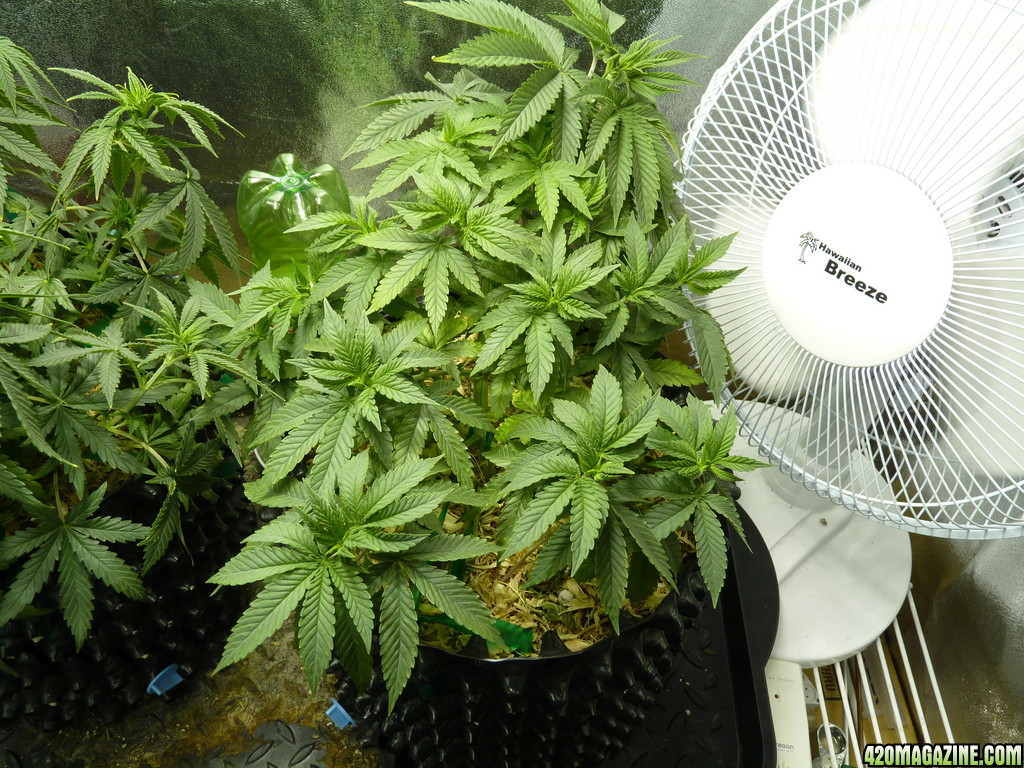 Alien Day 44