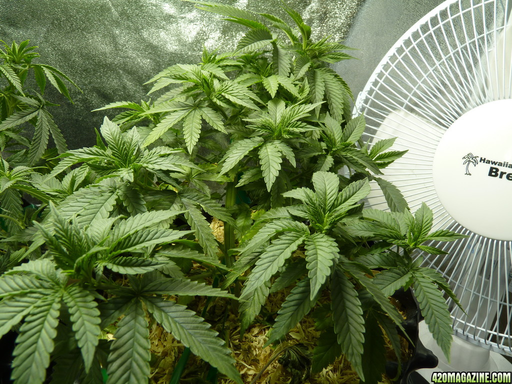 Alien Day 44