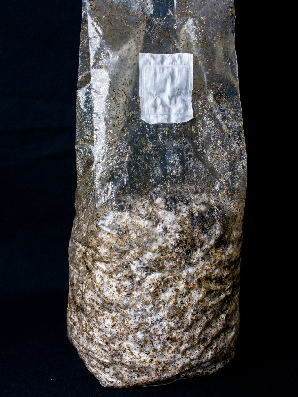 all in one bag mycelium growth Day 29.jpg