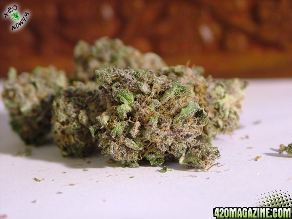 All Star Sweet Purple