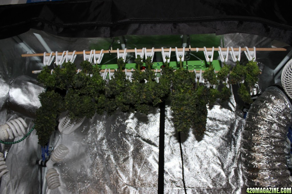 All three ladies hanging up to dry