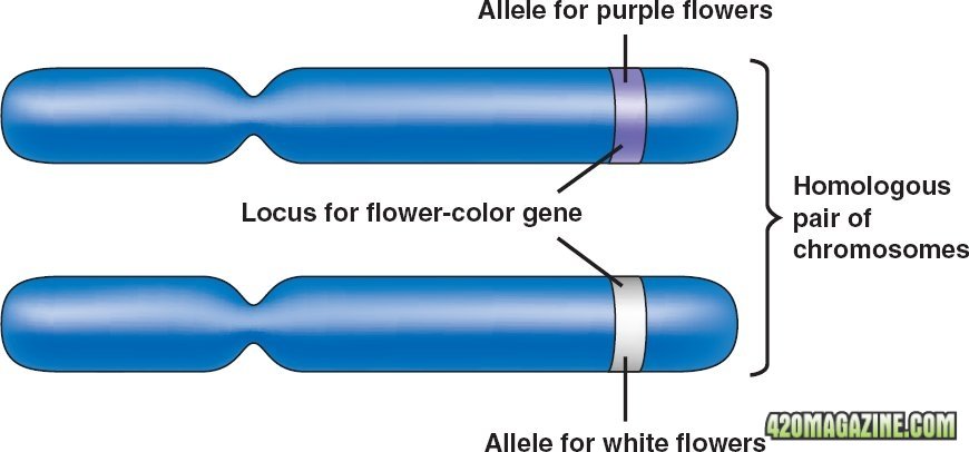 Alleles.jpg