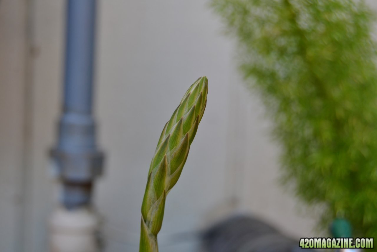 aloe flowering