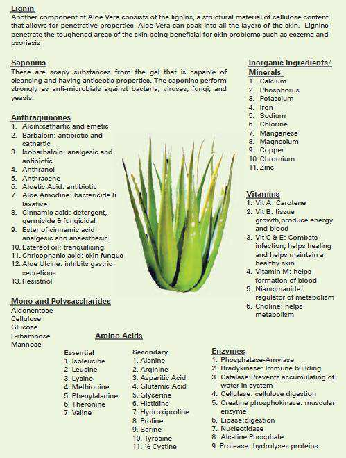 Aloe-Vera-gel-main-chemical-constituents.png