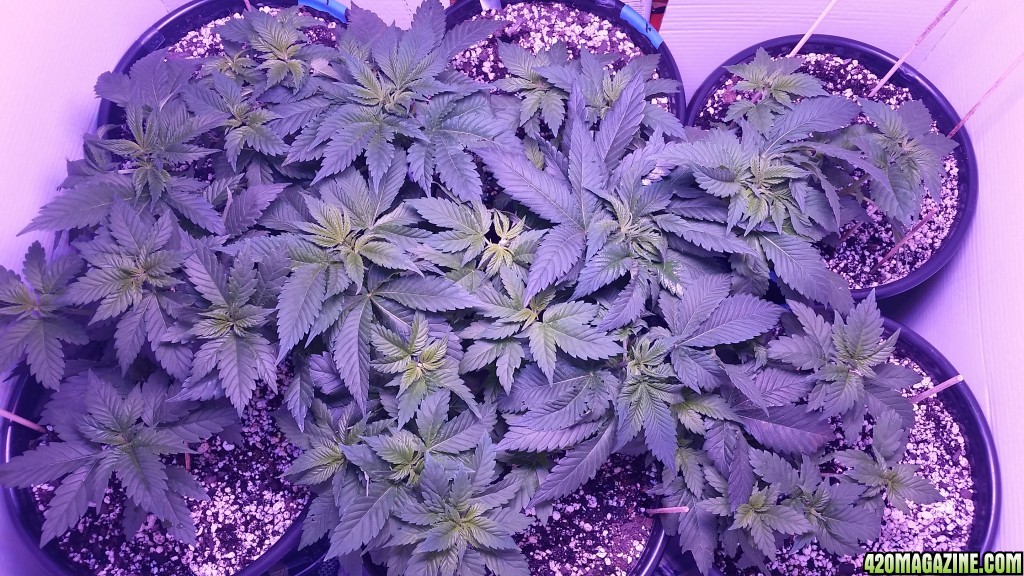 Am I ready to flip into flower?