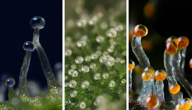 Amber-trichomes.jpg