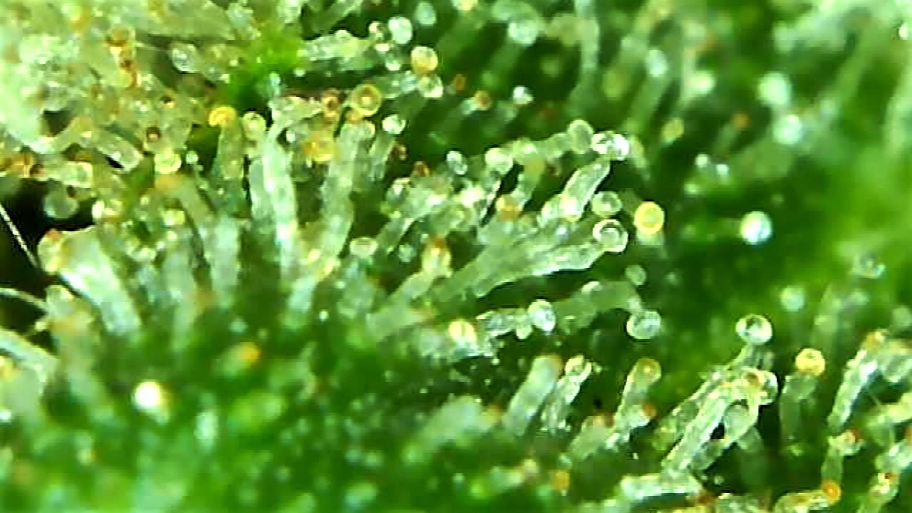 Amber trichomes Lemon Skunk  one more day.jpg