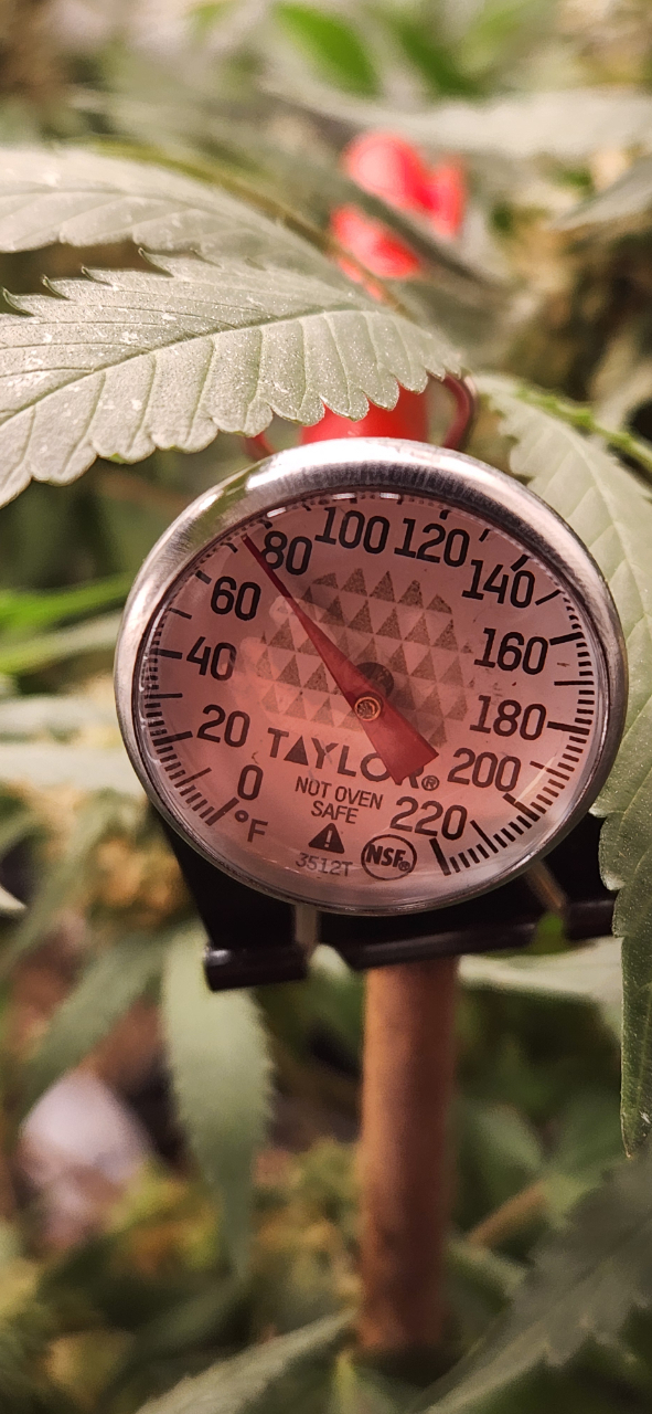 Ambient TEMP at plants is 75°F