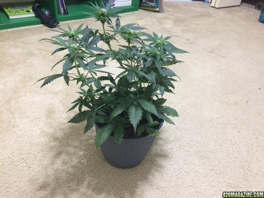 Amelia - NL Auto CKS