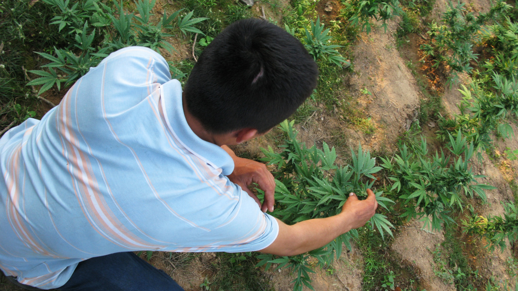 American Indian Tribe Growing Marijuana