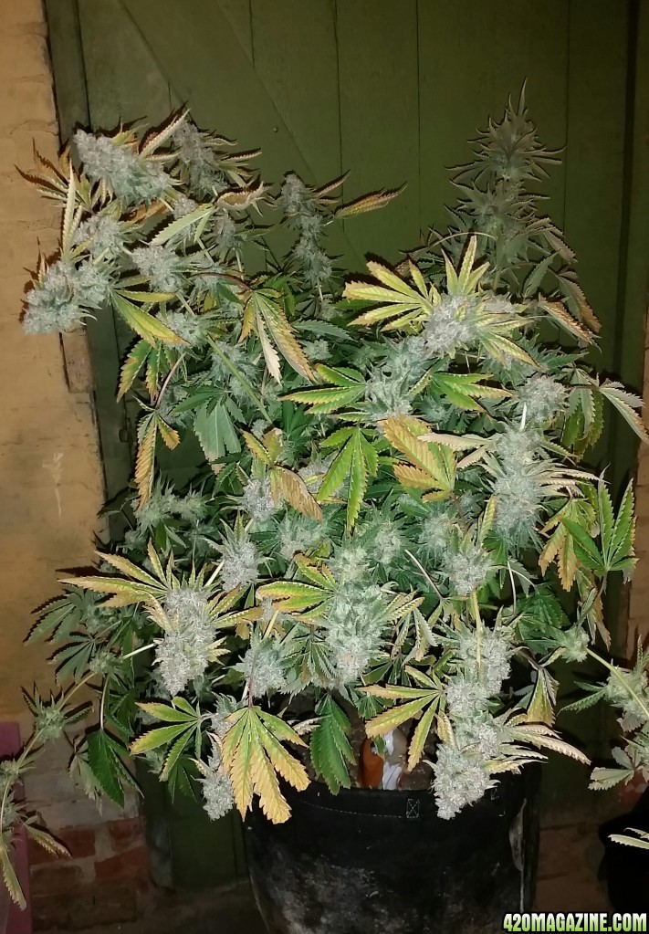 Amherst Sour Diesel Harvest