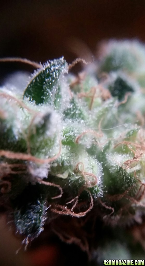 Amherst Sour Diesel Trichomes