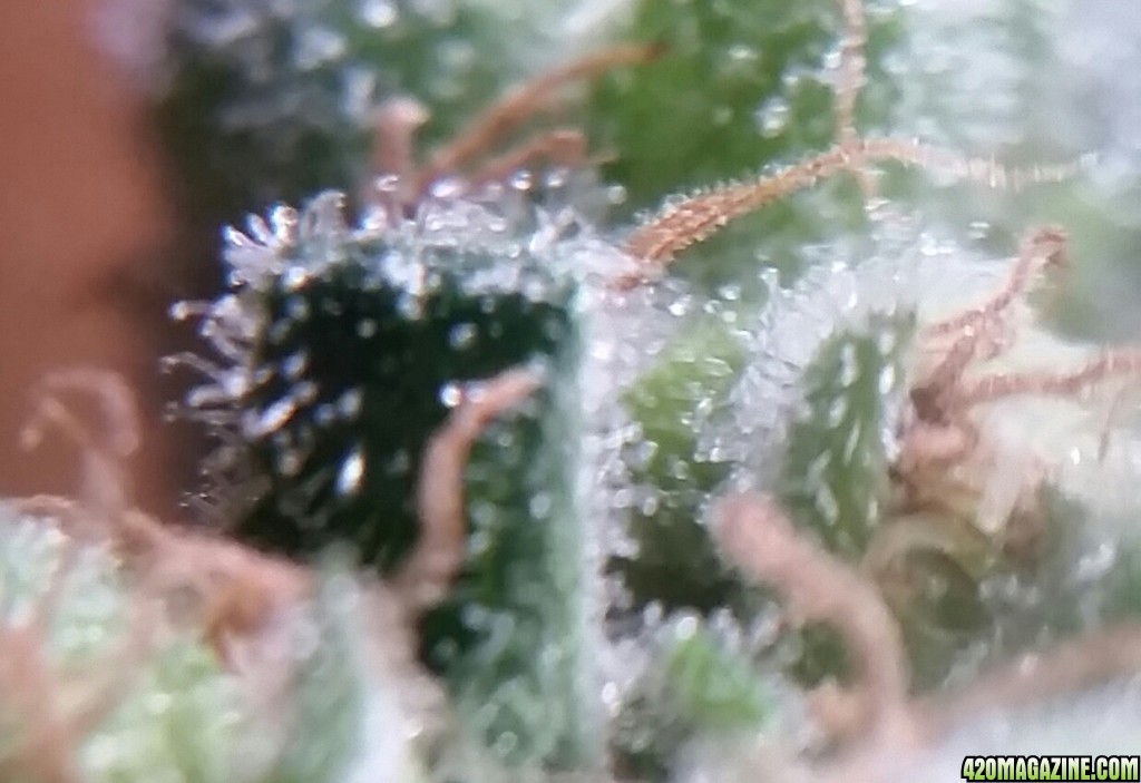 Amherst Sour Diesel Trichomes