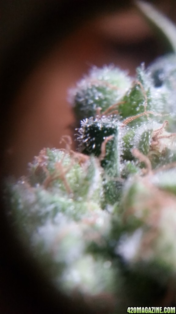 Amherst Sour Diesel Trichomes