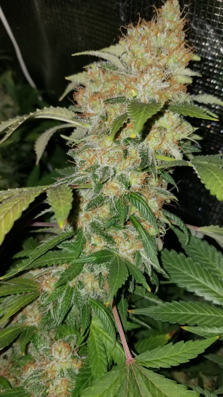 Amherst Sour Diesel