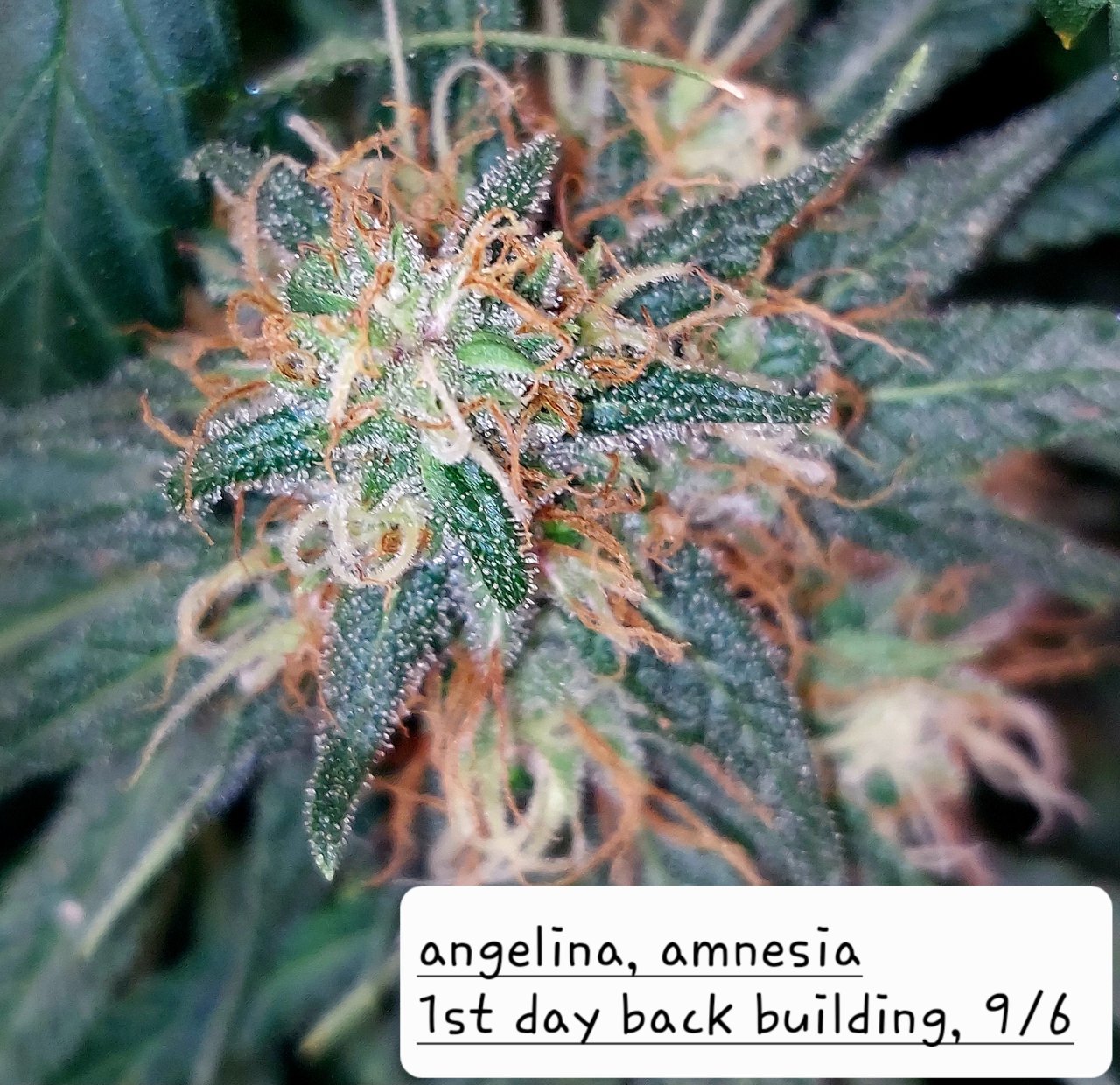 Amnesia-Back Building Buds-Grow Journal