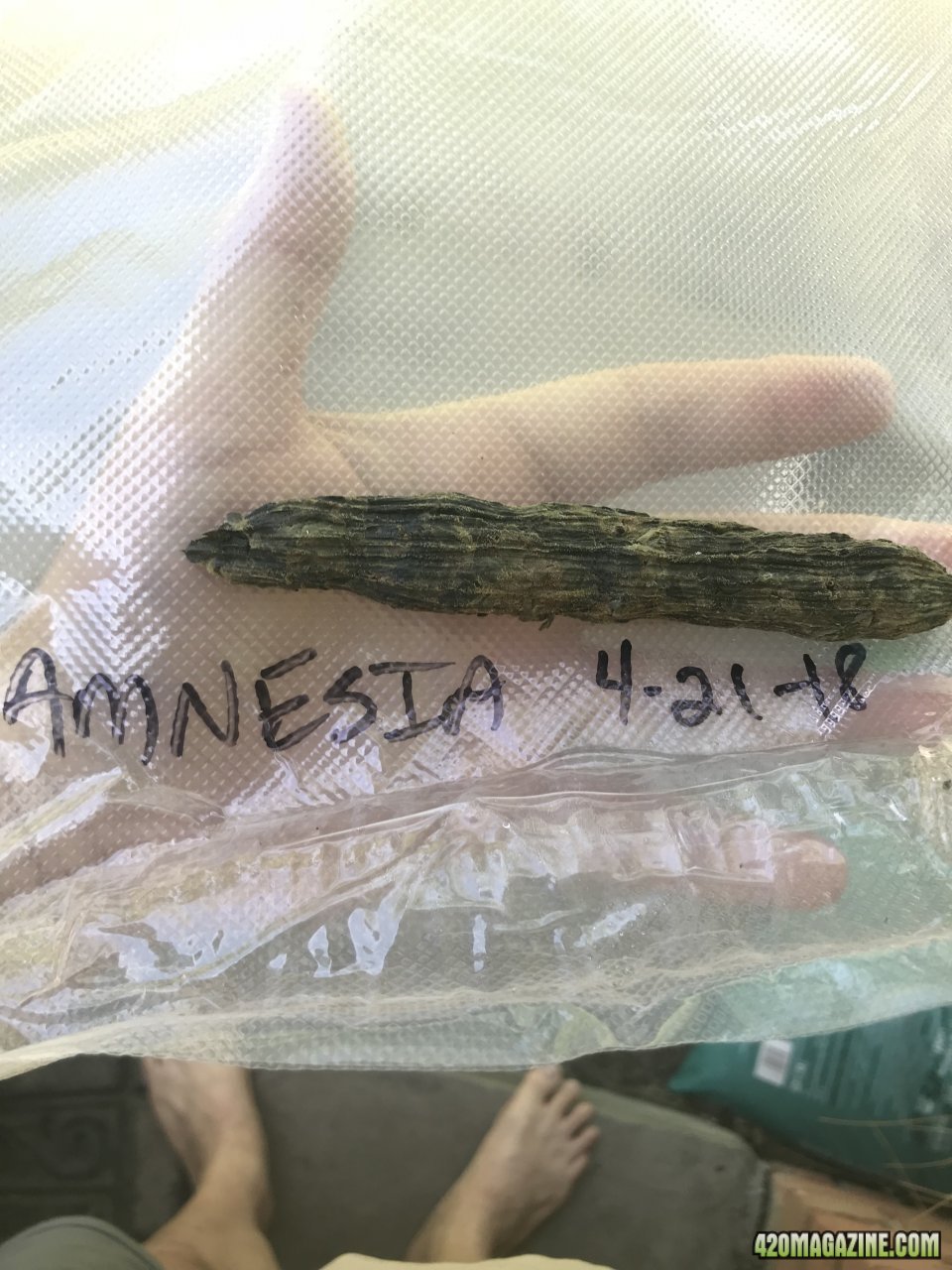 Amnesia cob 1 week 4-28-18.jpeg