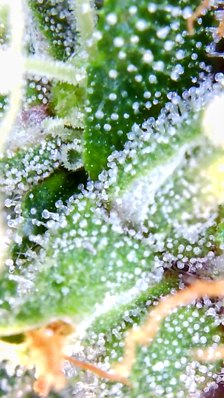 Amnesia-Durban Poison-Early Flower-Trichomes-Grow Journal