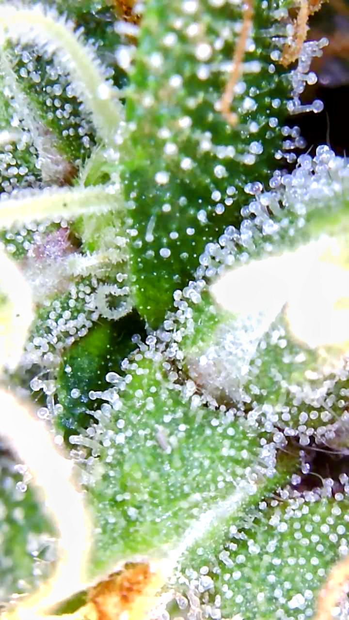 Amnesia-Durban Poison-Early Flower-Trichomes-Grow Journal