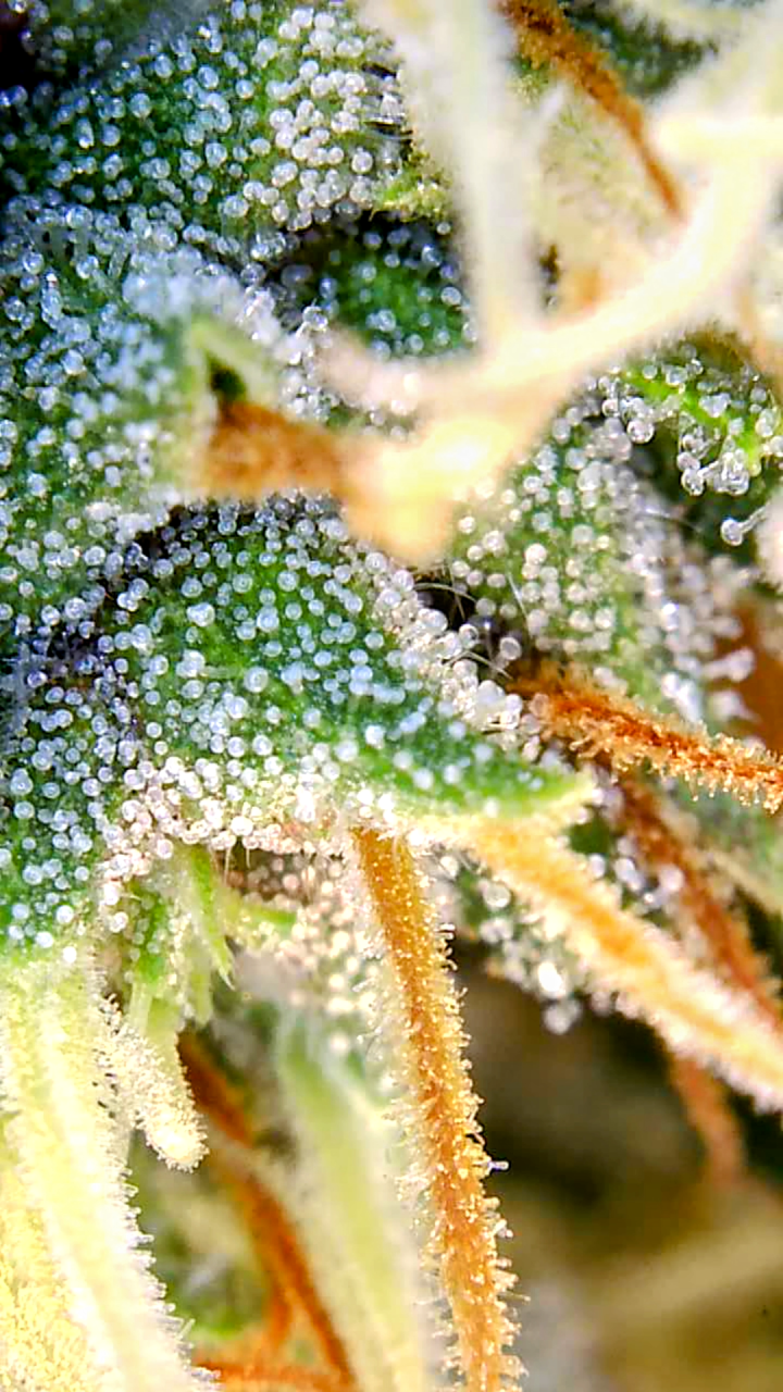 Amnesia-Durban Poison-Early Flower-Trichomes-Grow Journal