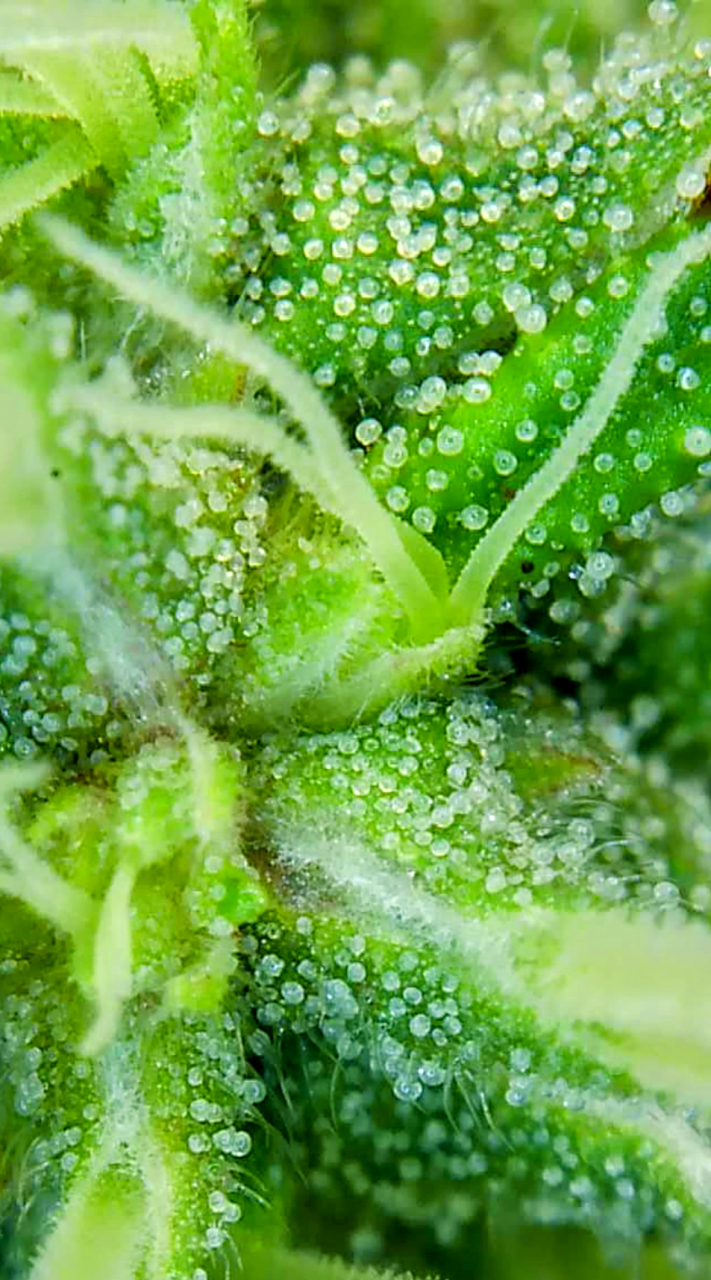 Amnesia-Durban Poison-Early Flower-Trichomes-Grow Journal