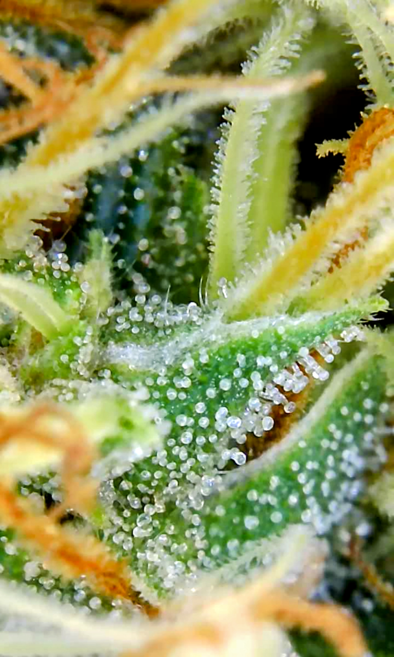 Amnesia-Durban Poison-Early Flower-Trichomes-Grow Journal