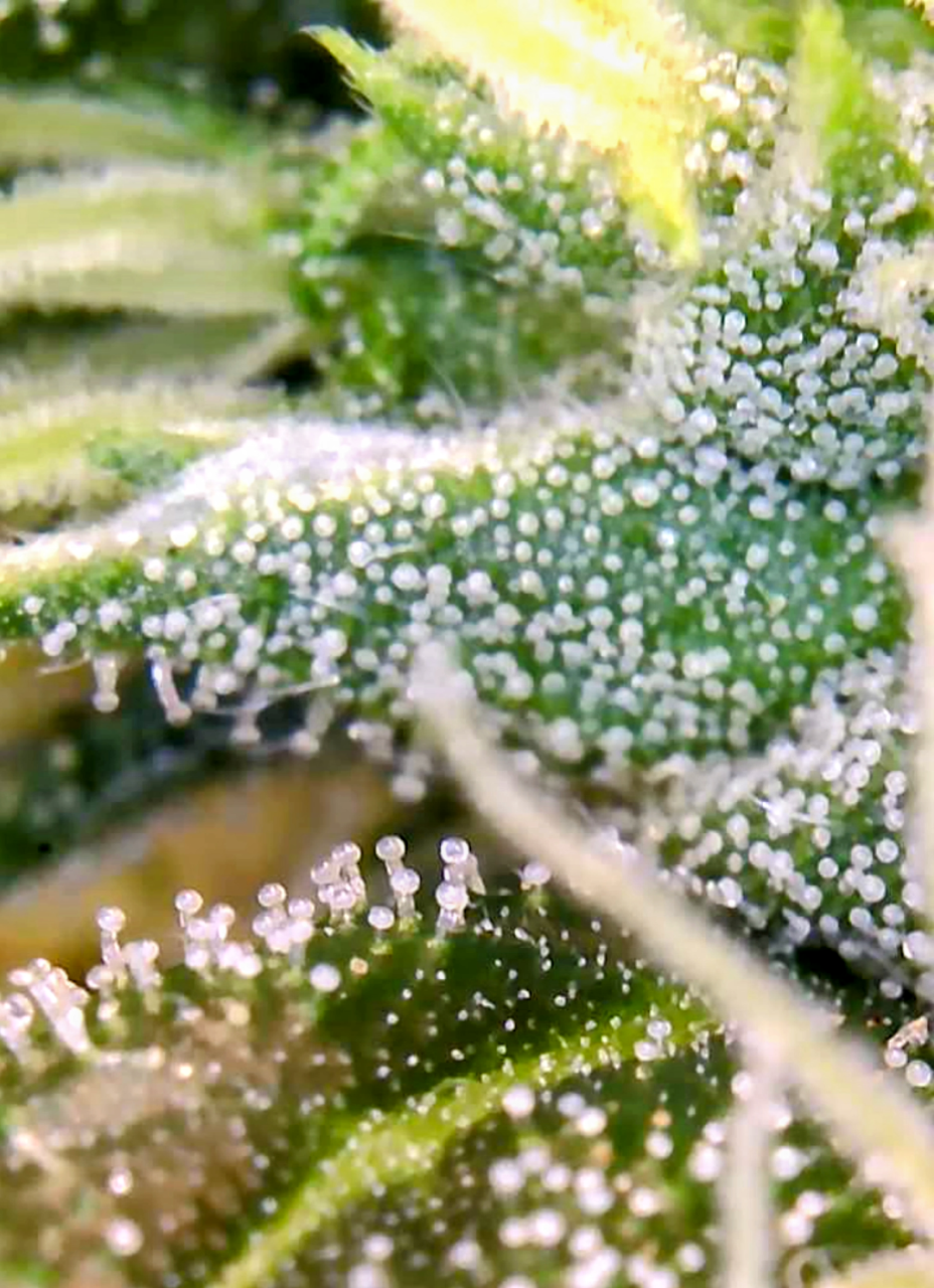 Amnesia-Durban Poison-Early Flower-Trichomes-Grow Journal