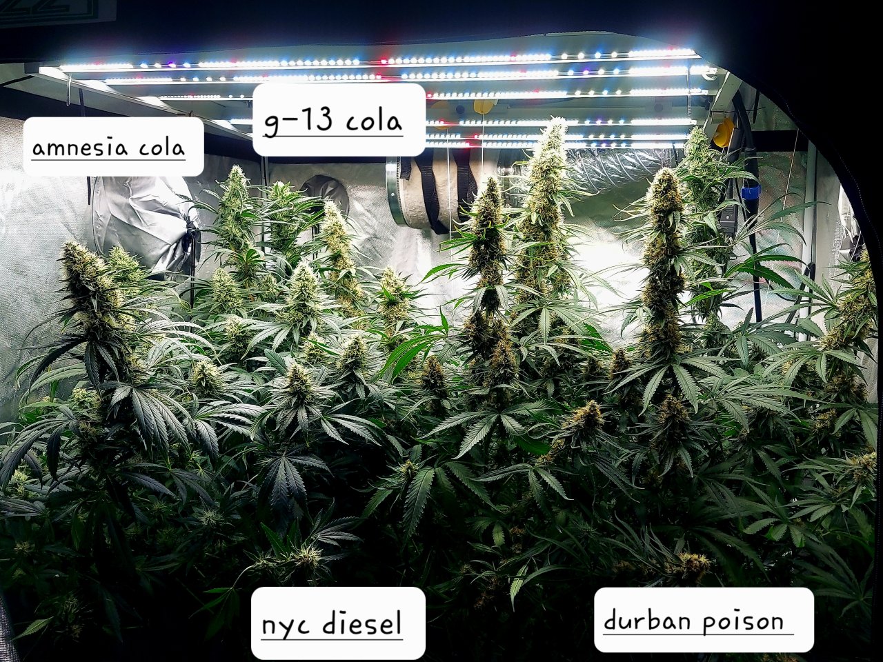 Amnesia-Durban Poison-G-13-NYC Diesel-Grow Journal-Summer Grow 2023