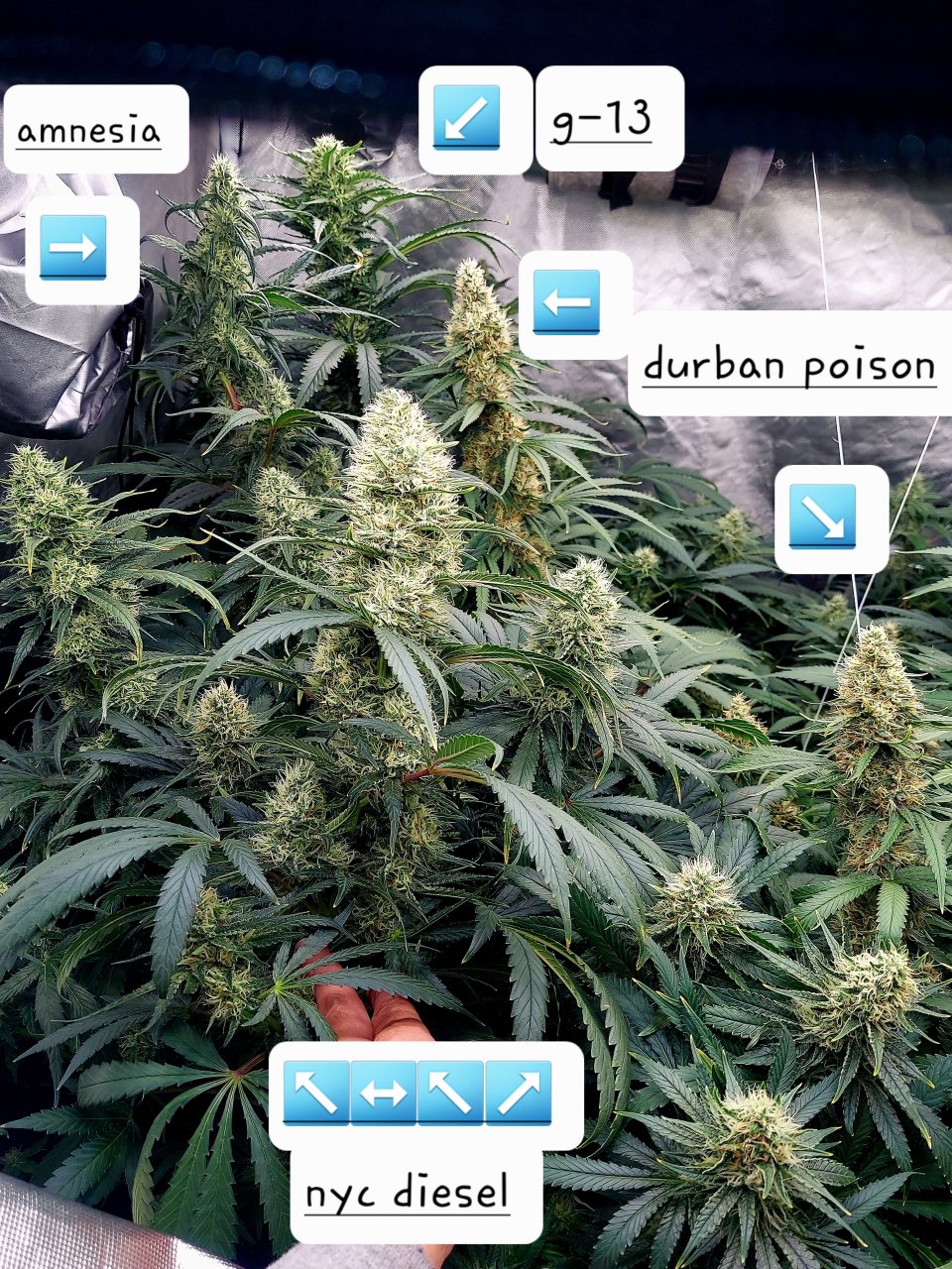 Amnesia-Durban Poison-G-13-NYC Diesel-Grow Journal-Summer Grow 2023