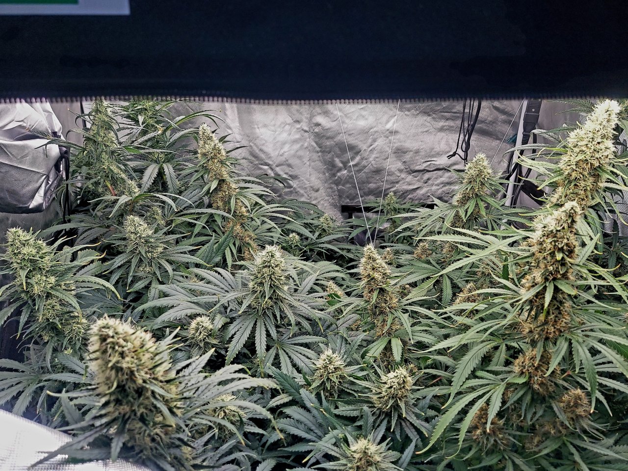 Amnesia-Durban Poison-G-13-NYC Diesel-Grow Journal-Summer Grow 2023