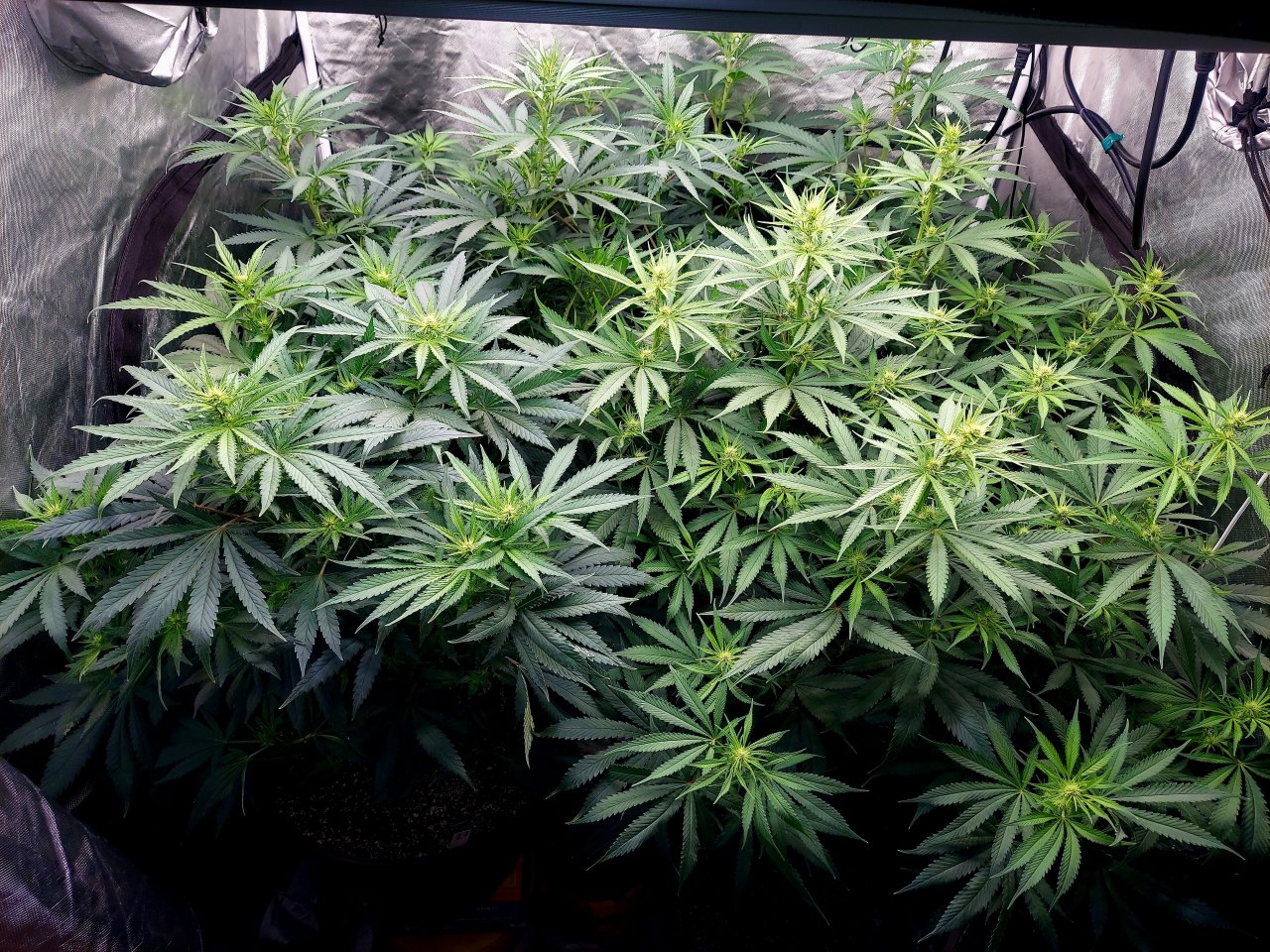 Amnesia-Durban Poison-NYC Diesel-G-13-Grow Journal-Summer Grow 2023