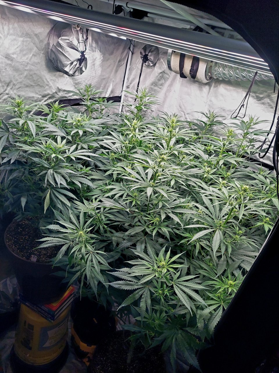 Amnesia-Durban Poison-NYC Diesel-G-13-Grow Journal-Summer Grow 2023