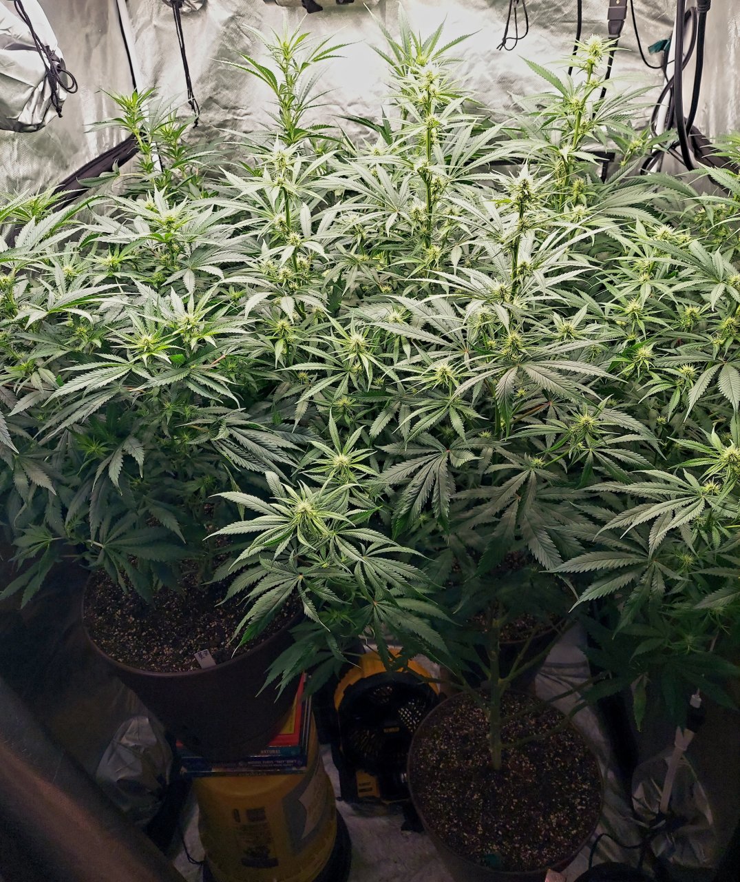 Amnesia-Durban Poison-NYC Diesel-G-13-Grow Journal-Summer Grow 2023