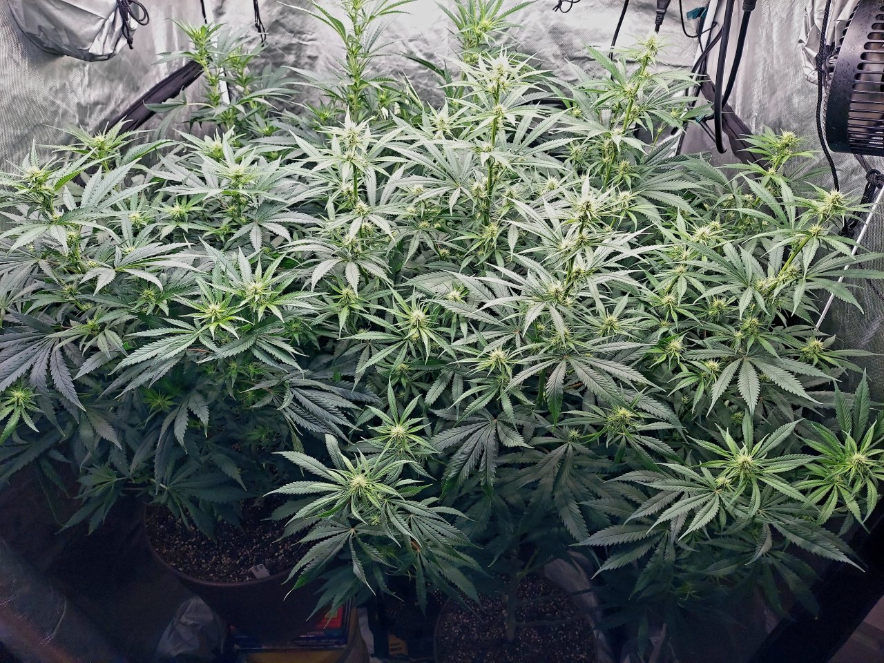 Amnesia-Durban Poison-NYC Diesel-G-13-Grow Journal-Summer Grow 2023