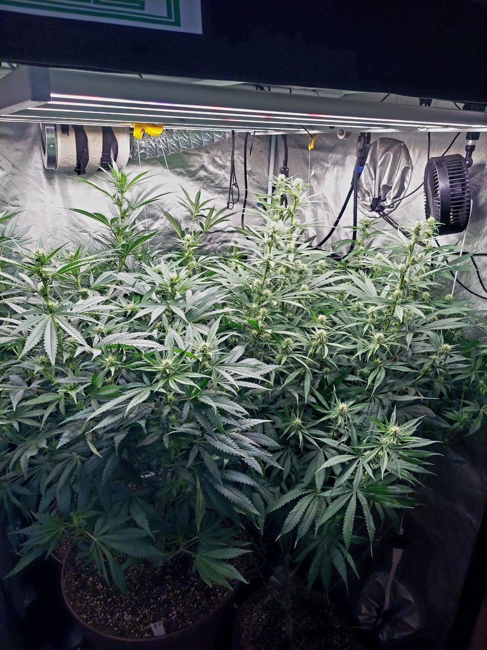 Amnesia-Durban Poison-NYC Diesel-G-13-Grow Journal-Summer Grow 2023