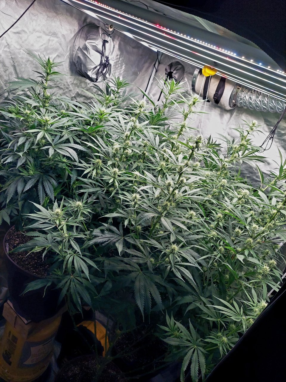 Amnesia-Durban Poison-NYC Diesel-G-13-Grow Journal-Summer Grow 2023