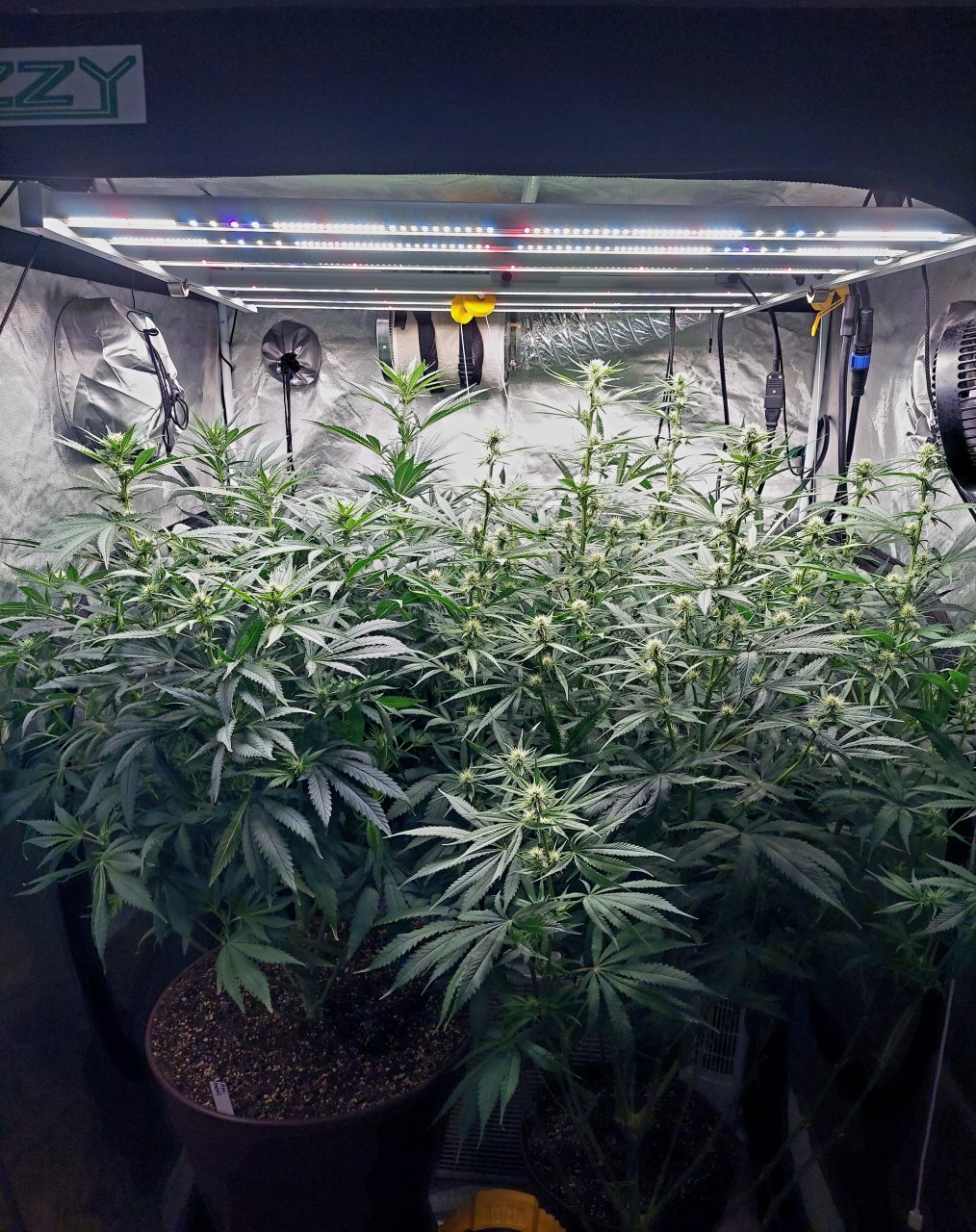 Amnesia-Durban Poison-NYC Diesel-G-13-Grow Journal-Summer Grow 2023