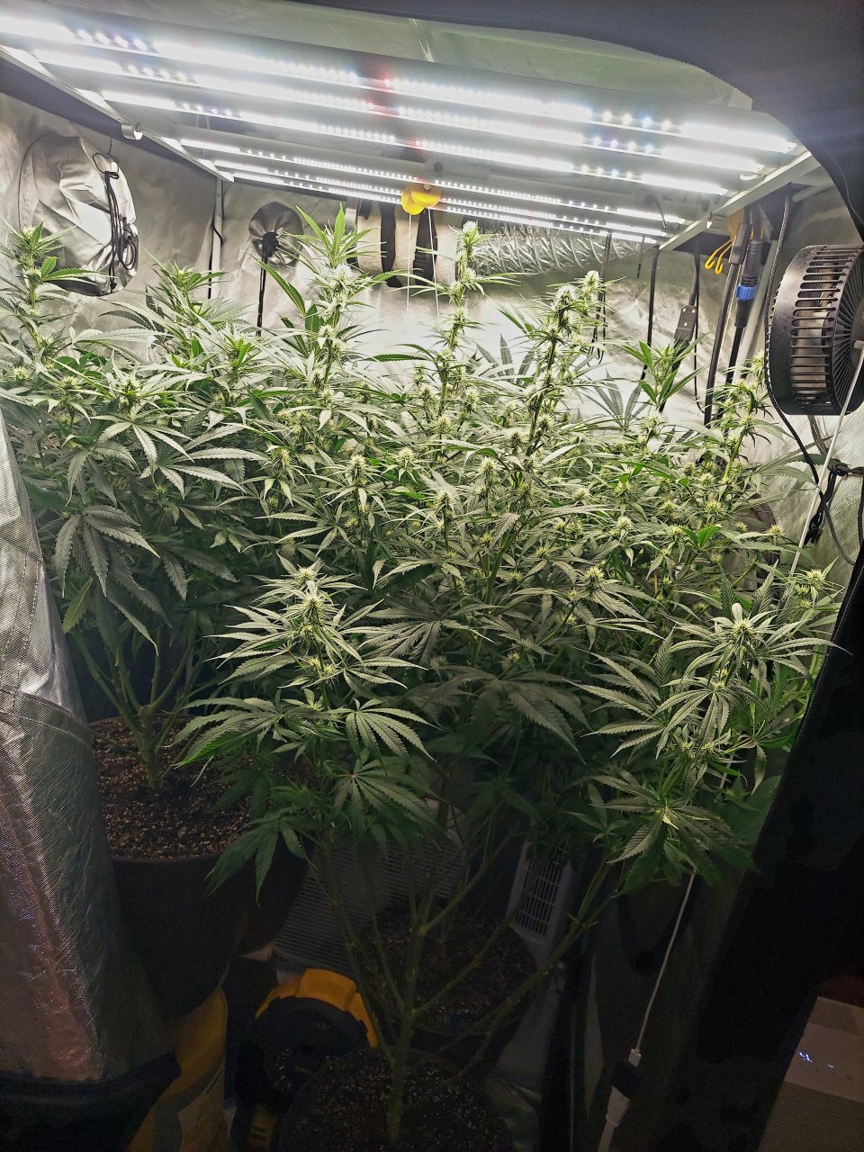 Amnesia-Durban Poison-NYC Diesel-G-13-Grow Journal-Summer Grow 2023