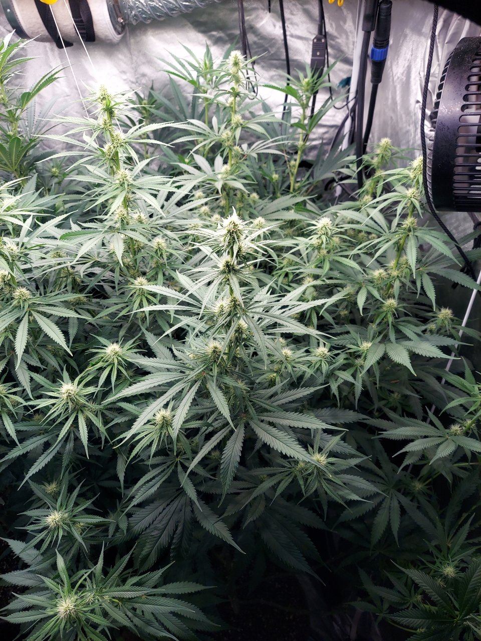 Amnesia-Durban Poison-NYC Diesel-G-13-Grow Journal-Summer Grow 2023