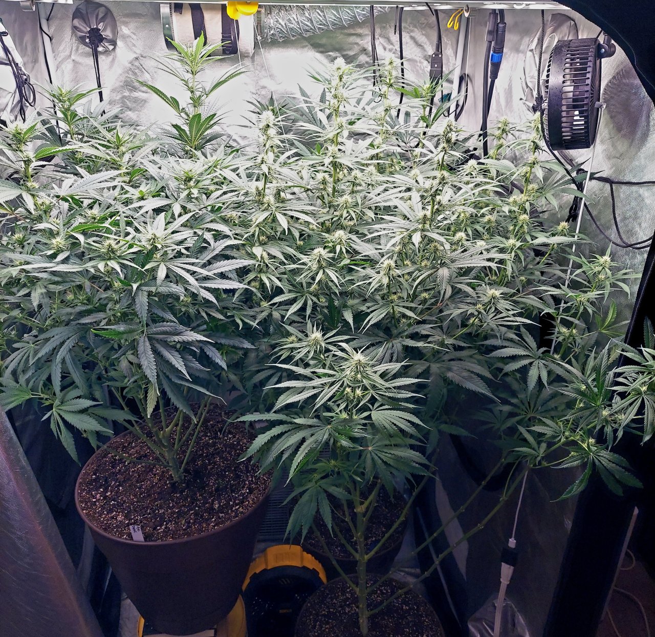 Amnesia-Durban Poison-NYC Diesel-G-13-Grow Journal-Summer Grow 2023