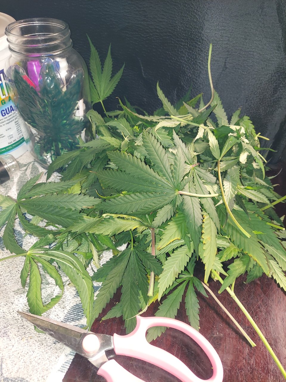 Amnesia-Durban Poison-NYC Diesel-G-13-Grow Journal-Summer Grow 2023