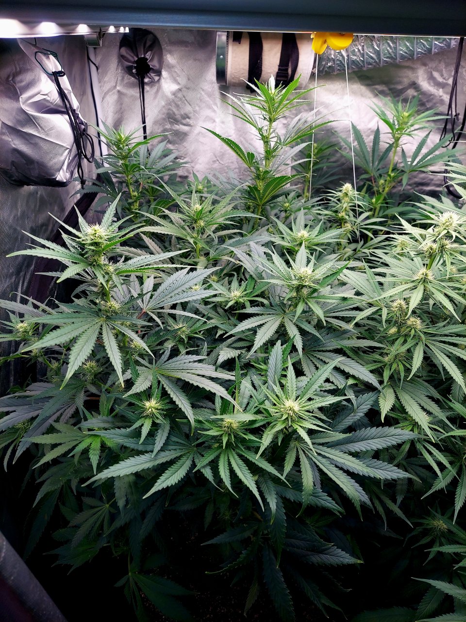 Amnesia-Durban Poison-NYC Diesel-G-13-Grow Journal-Summer Grow 2023