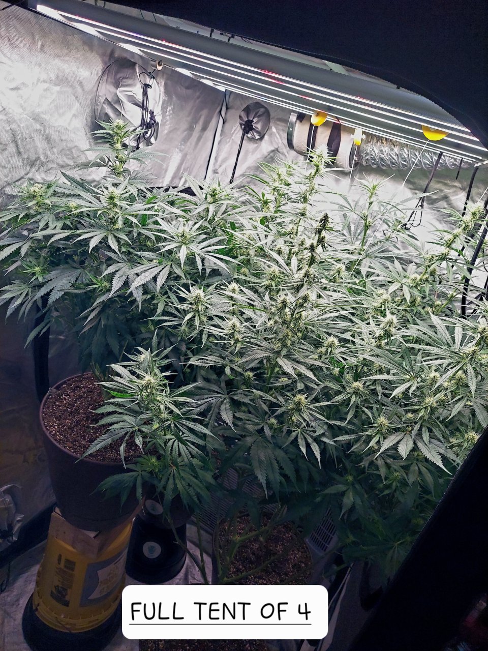 Amnesia-Durban Poison-NYC Diesel-G-13-Grow Journal-Summer Grow 2023