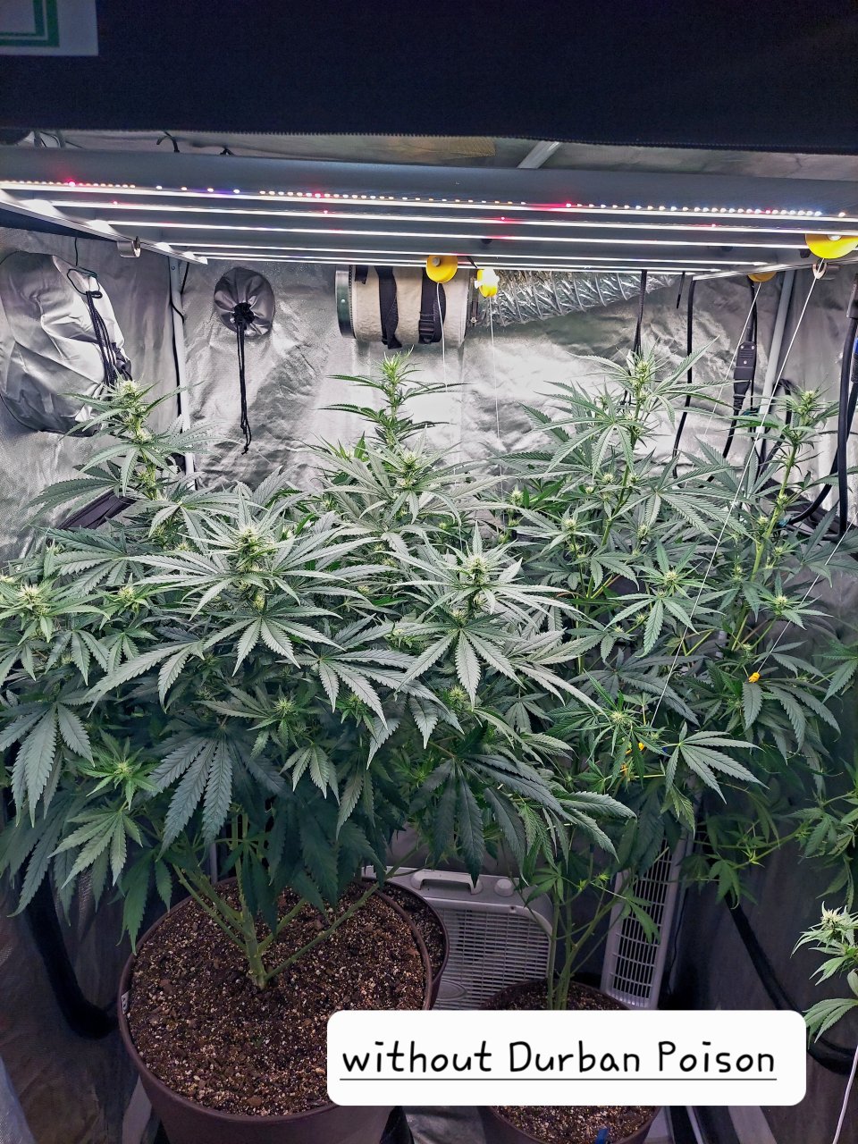 Amnesia-Durban Poison-NYC Diesel-G-13-Grow Journal-Summer Grow 2023