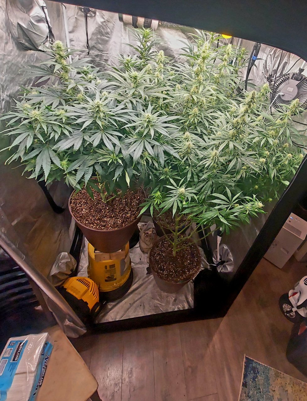 Amnesia-Durban Poison-NYC Diesel-G-13-Grow Journal-Summer Grow 2023