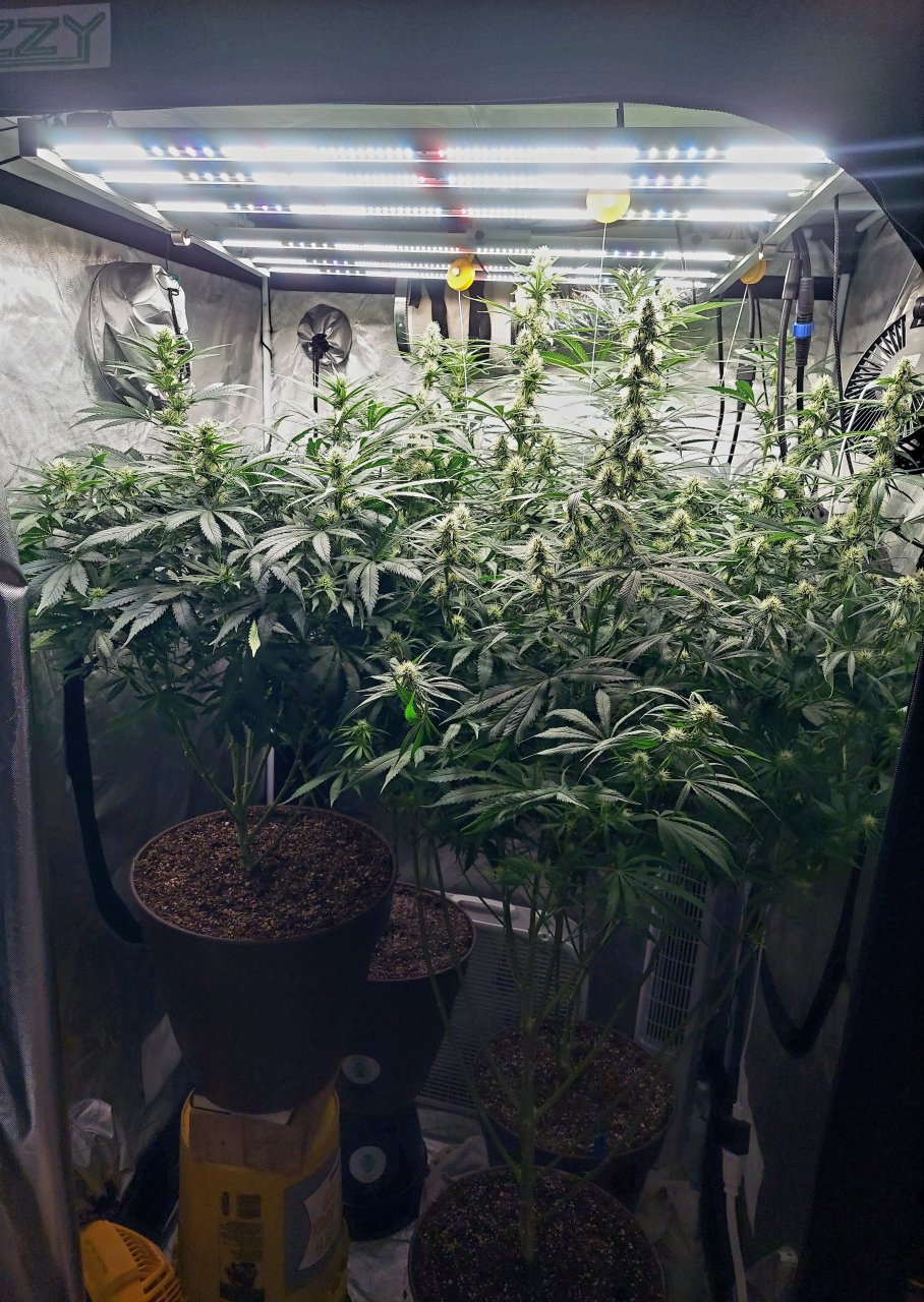 Amnesia-Durban Poison-NYC Diesel-G-13-Grow Journal-Summer Grow 2023