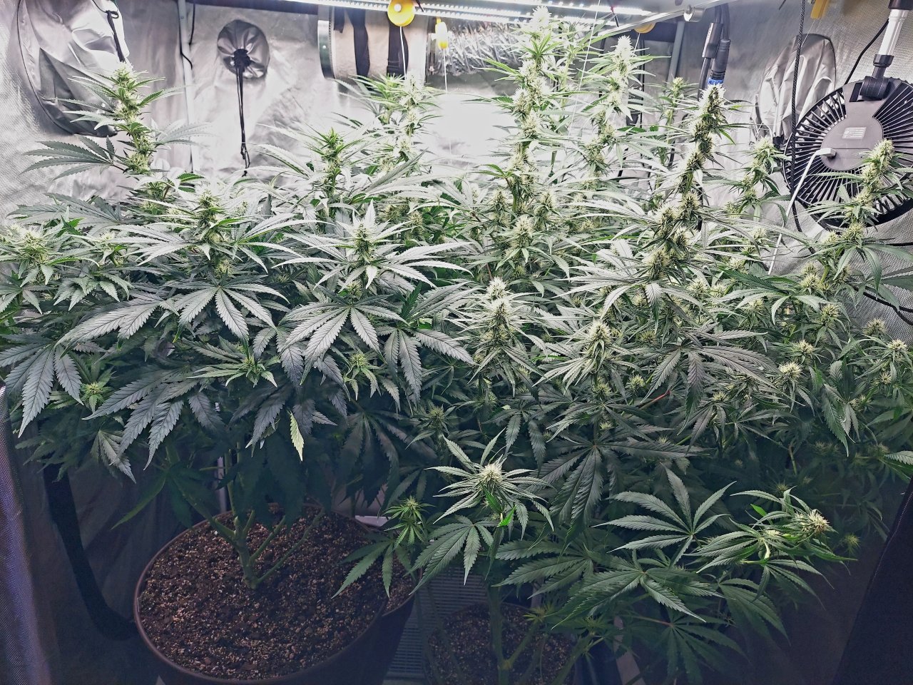 Amnesia-Durban Poison-NYC Diesel-G-13-Grow Journal-Summer Grow 2023