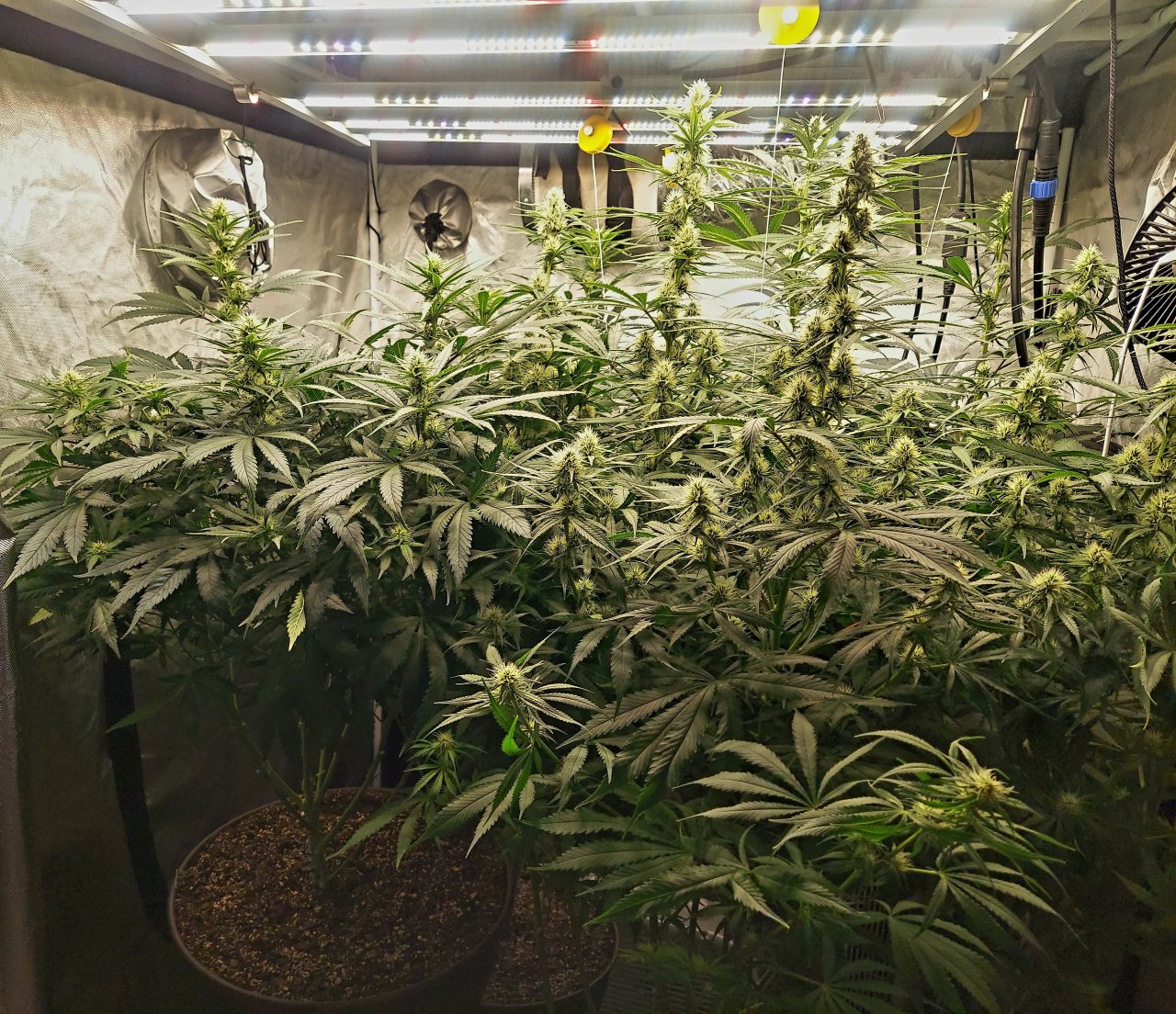 Amnesia-Durban Poison-NYC Diesel-G-13-Grow Journal-Summer Grow 2023